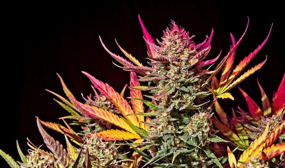 How Does Marijuana Make You Feel Happy?Post Image